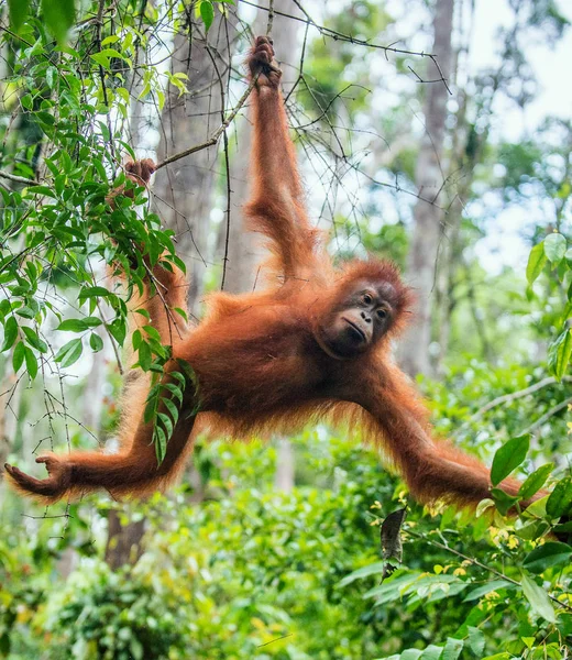 Młody Mężczyzna Orangutan Borneański Drzewie Naturalnym Środowisku Bornean Orangutan Pongo — Zdjęcie stockowe