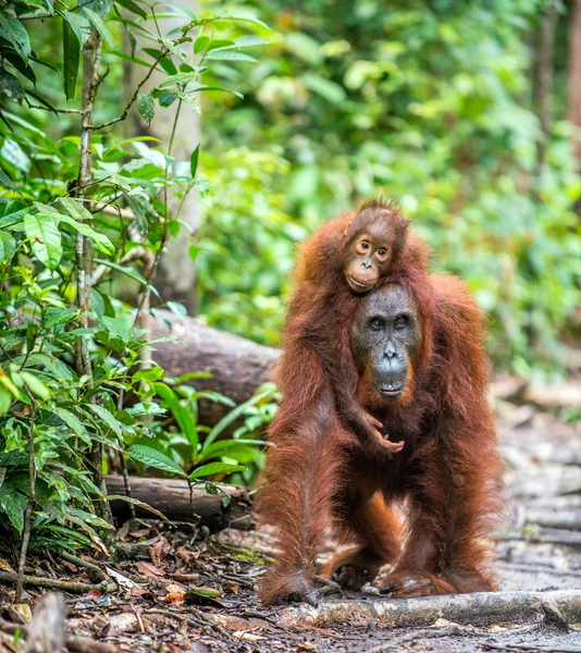 Mládě Orangutana Zádech Matky Zelený Deštní Les Přírodní Stanoviště Bornean — Stock fotografie