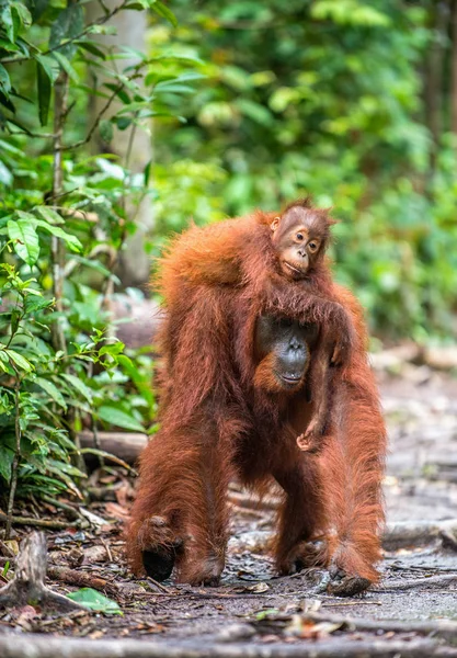 Mládě Orangutana Zádech Matky Zelený Deštní Les Přírodní Stanoviště Bornean — Stock fotografie
