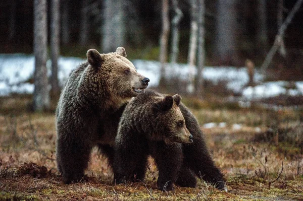Αρκουδάκι Και Αρκούδα Καφέ Αρκούδες Ursus Arctos Arctos Στο Ανοιξιάτικο — Φωτογραφία Αρχείου