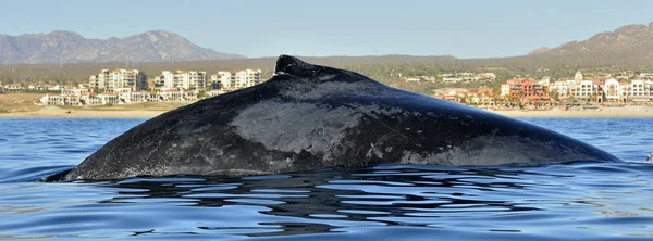 Baleia Jubarte Nadando Oceano Pacífico Atrás Mergulho Baleias — Fotografia de Stock