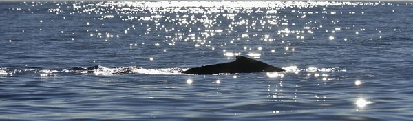 Ballena Jorobada Nadando Océano Pacífico Parte Posterior Del Buceo Ballenas —  Fotos de Stock