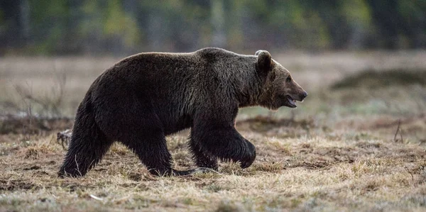 Καφέ Αρκούδα Περπάτημα Στο Βάλτο Μέσα Στο Δάσος Την Άνοιξη — Φωτογραφία Αρχείου