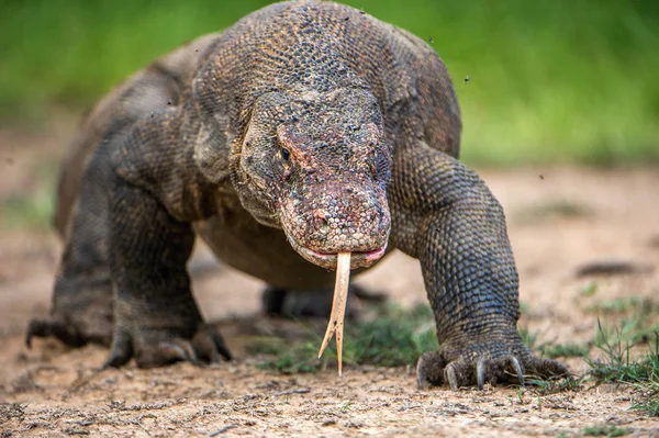 Komodo Drache Mit Der Gespaltenen Zunge Schnuppert Luft Porträt Aus — Stockfoto