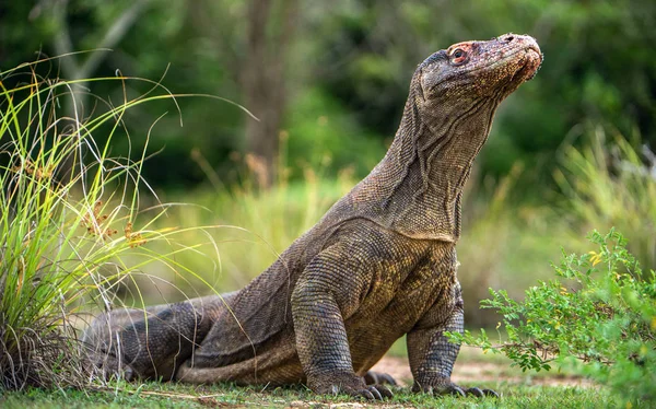 コモドドラゴン肖像画間近します ヴァラヌス Komodoensis 自然の生息地の世界生きているトカゲで最大 Rinca インドネシア — ストック写真