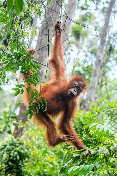 年轻的婆罗洲猩猩在树上的自然栖息地 婆罗洲猩猩 猩猩波罗门 Wurmbii 的野生性质 婆罗洲岛的雨林 印度尼西亚 — 图库照片