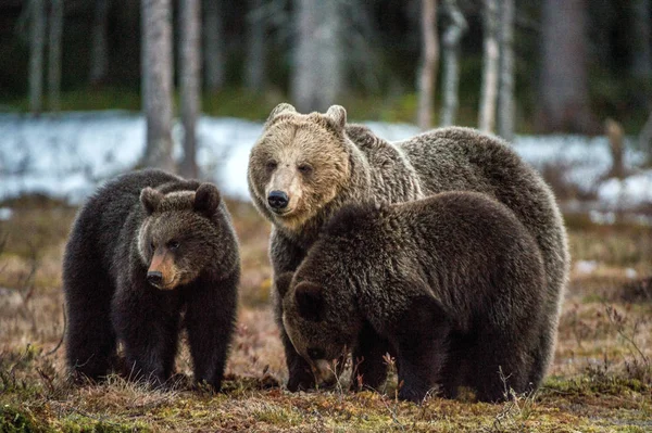 Bear Ungar Och Hon Bear Brunbjörnar Ursus Arctos Arctos Vår — Stockfoto