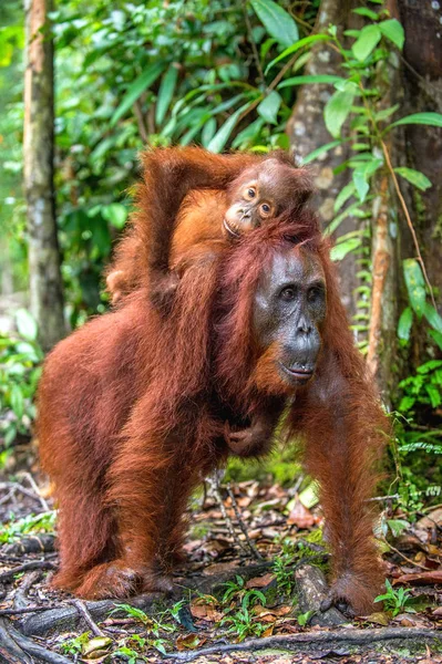 Unge Orangutang Mors Rygg Grön Regnskog Naturliga Livsmiljö Bornean Orangutang — Stockfoto