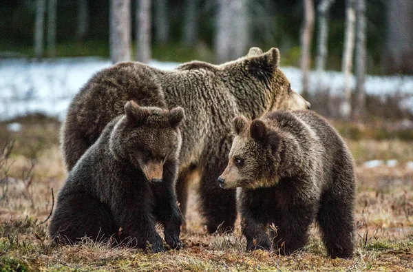 Cuccioli Orso Orsa Orsi Bruni Ursus Arctos Arctos Nella Foresta — Foto Stock