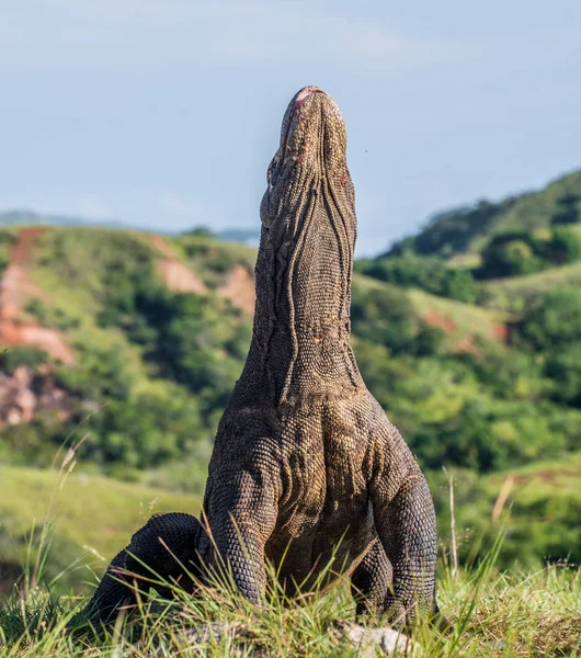 Komodo Dragon Varanus Komodoensis Açık Ağız Ile Baş Kaldırdı Dünyanın — Stok fotoğraf