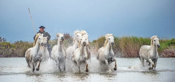 Reiter Auf Dem Weißen Pferd Treibt Die Pferde Durch Das — Stockfoto