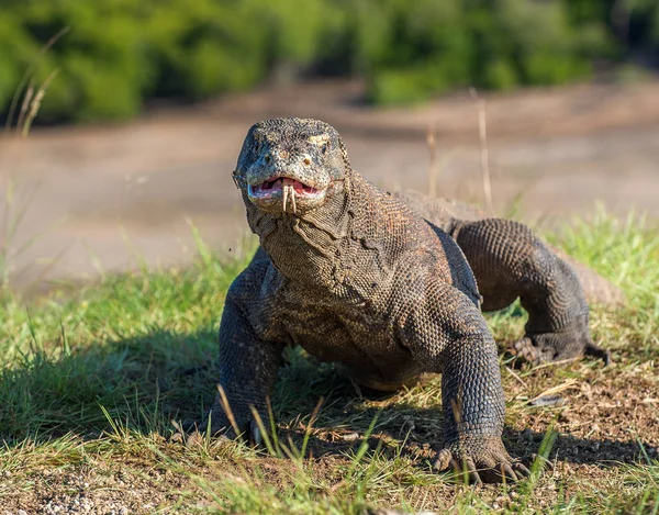 Komodovaranen Med Kluven Tunga Vädra Luften Närbild Porträtt Varanus Komodoensis — Stockfoto