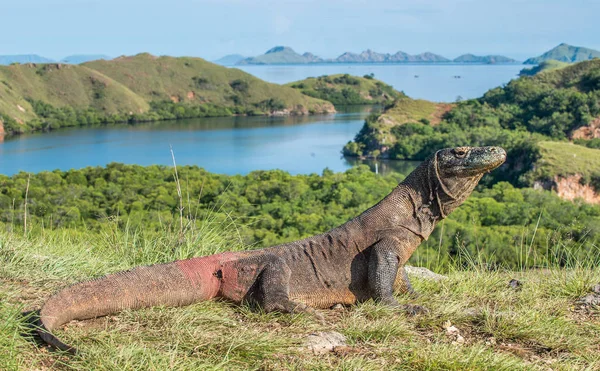 Komodo dragon. ( Varanus komodoensis ) Biggest in the world living lizard in natural habitat. Rinca Island. Indonesia.