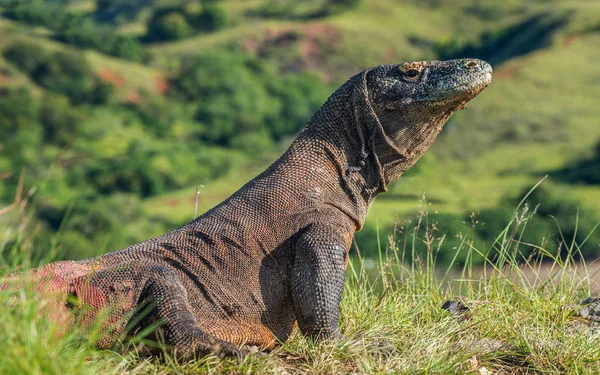 Tutup Potret Komodo Naga Varanus Komodoensis Terbesar Dunia Hidup Kadal — Stok Foto