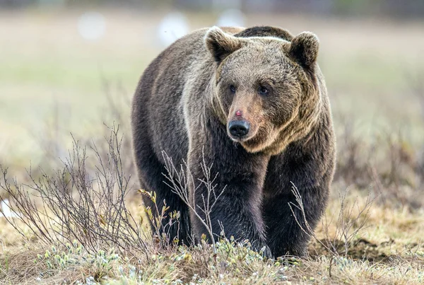 Urso Castanho Selvagem Floresta Primavera Urso Castanho Europeu Ursus Arctos — Fotografia de Stock