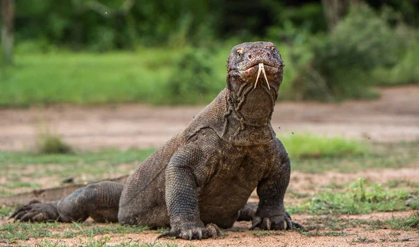 Komodo dragon with the  forked tongue sniff air. Close up portrait. ( Varanus komodoensis ) Biggest in the world living lizard in natural habitat. Rinca Island. Indonesia.