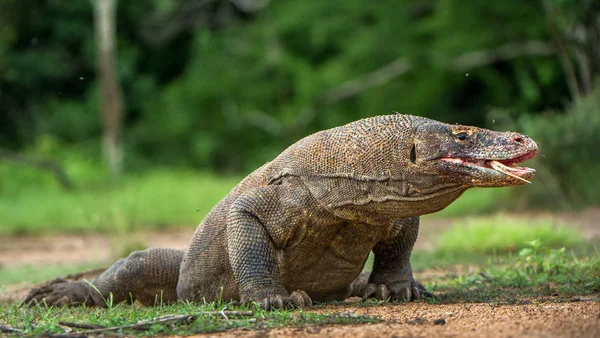 Komodovaraan Met Gespleten Tong Sniff Lucht Close Portret Varanus Komodoensis — Stockfoto