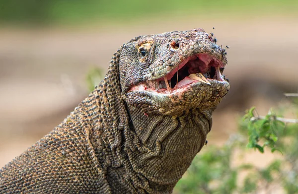 Close up Portrait of Komodo dragon with open mouth. ( Varanus komodoensis ) Biggest in the world living lizard in natural habitat. Rinca Island. Indonesia.