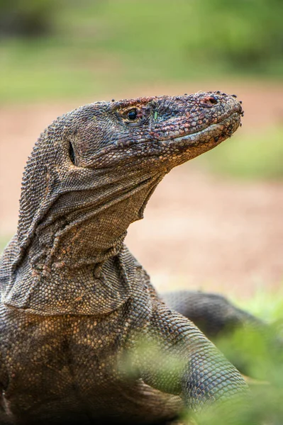 Portret Van Komodovaraan Close Varanus Komodoensis Grootste Wereld Levende Hagedis — Stockfoto