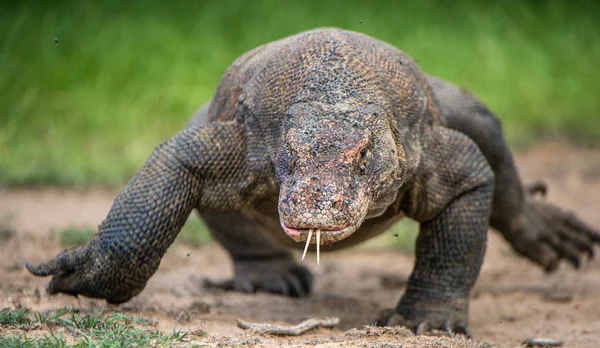 Komodovaranen Med Kluven Tunga Vädra Luften Närbild Porträtt Varanus Komodoensis — Stockfoto