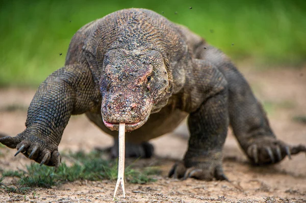 Komodo Dragon Forked Tongue Sniff Air Close Portrait Varanus Komodoensis — Stock Photo, Image