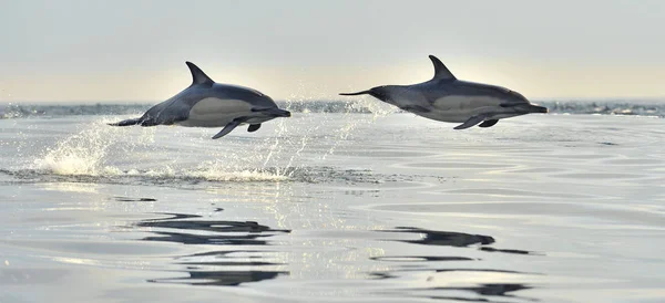 Golfinhos Nadando Oceano Golfinhos Nadam Saltam Água Golfinho Comum Bico — Fotografia de Stock