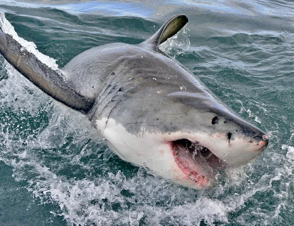 Gran Tiburón Blanco Carcharodon Carcharias Con Boca Abierta False Bay — Foto de Stock