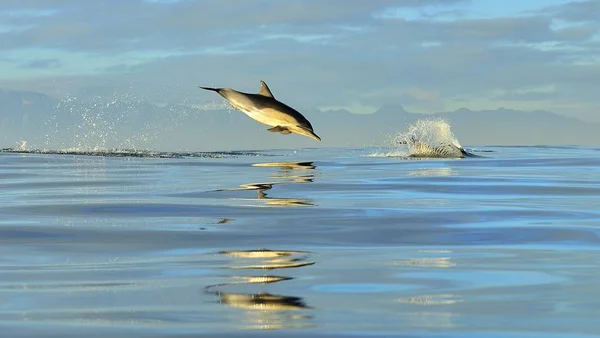 在海里游泳 海豚在水中游泳和跳跃 长喙普通海豚 Capensis 在大西洋 — 图库照片