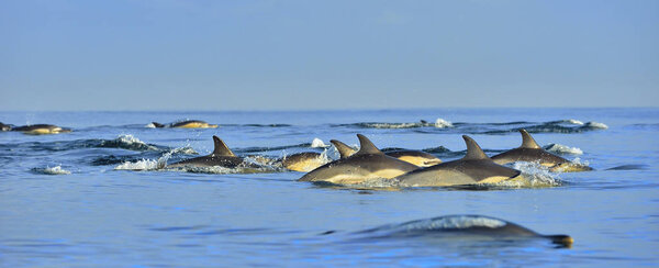 Dolphins, swimming in the ocean. The Long-beaked common dolphin (scientific name: Delphinus capensis) in atlantic ocean