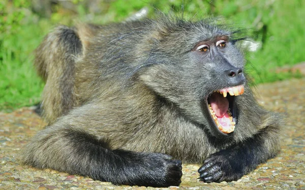 Babuino Con Boca Abierta Exponiendo Dientes Caninos Babuino Chacma Papio —  Fotos de Stock