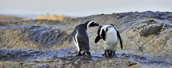 Africké Tučňáci Břehu Moře Africké Penguins Spheniscus Demersus Boulders Beach — Stock fotografie