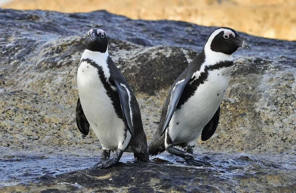 Africké Tučňáci Břehu Moře Africké Penguins Spheniscus Demersus Boulders Beach — Stock fotografie