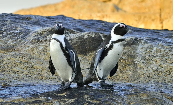 African Penguins Seashore African Penguins Spheniscus Demersus Boulders Beach Simons — Stock Photo, Image