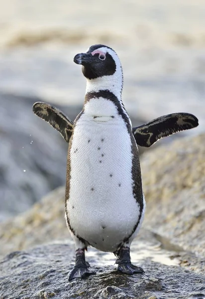 Pápaszemes Pingvin Tengerparton Afrikai Pingvinek Egyede Megtalálható Demersus Boulders Beach — Stock Fotó