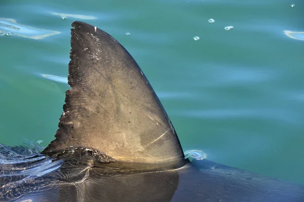 Köpekbalığı yüzgeci su üstünde. Yakın çekim. Sırt yüzgeci büyük beyaz köpekbalığı, Carcharodon carcharias, False Bay, Güney Afrika, Atlantik Okyanusu