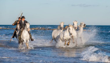 Riders on the White horses drives the horses through the water. Herd of white horses galloping through water. France . Camargue clipart