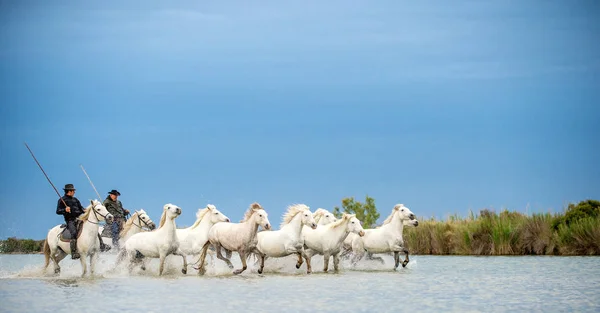 白い馬のライダーは 水を介して馬をドライブします 水を通してギャロッピング白い馬の群れ フランス カマルグ — ストック写真