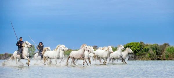 白い馬のライダーは 水を介して馬をドライブします 水を通してギャロッピング白い馬の群れ フランス カマルグ — ストック写真