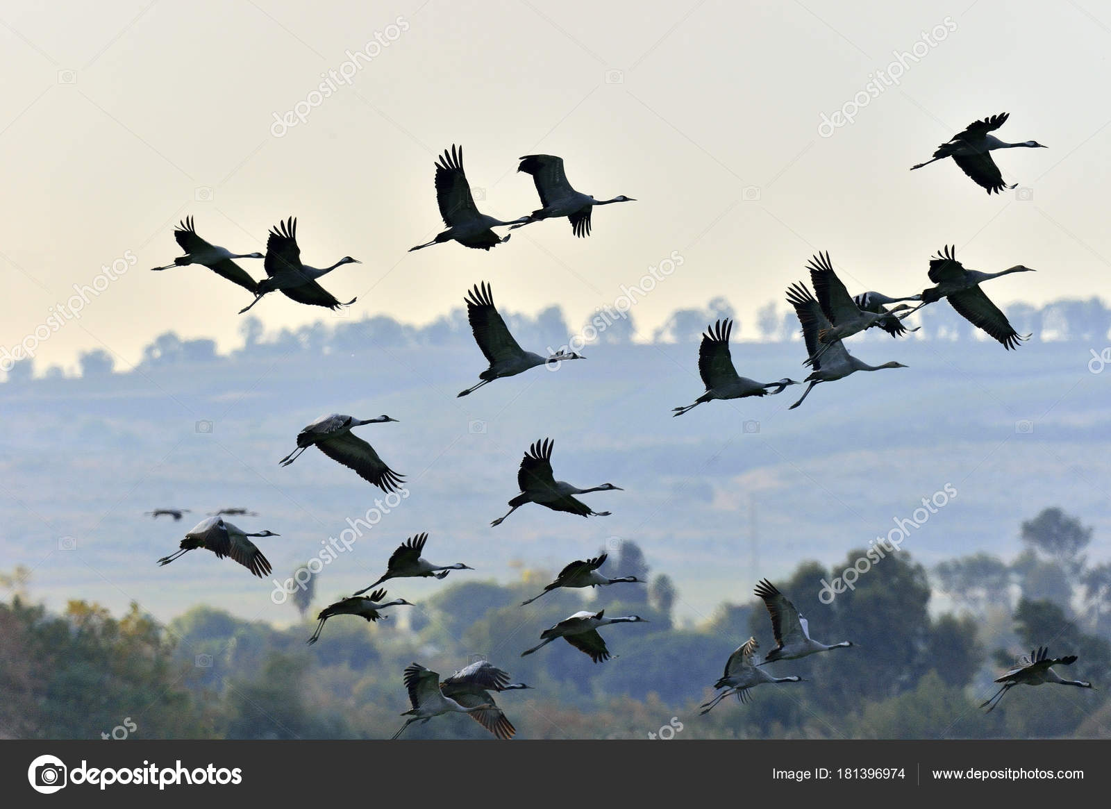 Oiseaux Vol Des Silhouettes Grues Vol Troupeau Grues Vole