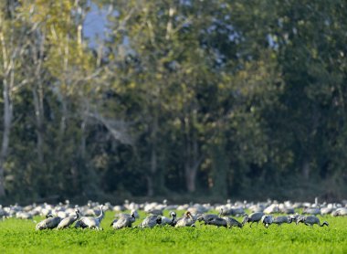 Vinçler alan yiyecek arama içinde. Bayağı turna Grus grus, doğal ortamlarında.