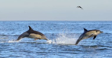 Yunuslar, okyanusta yüzmeye. Yunuslarla yüzmek ve su atlama. Uzun burunlu bayağı yunus (bilimsel adı: Delphinus capensis) Atlantik Okyanusu.