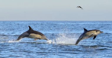 Dolphins, swimming in the ocean. Dolphins swim and jumping from the water. The Long-beaked common dolphin (scientific name: Delphinus capensis) in atlantic ocean. clipart