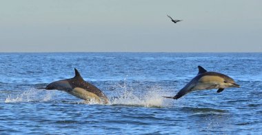 Dolphins, swimming in the ocean. Dolphins swim and jumping from the water. The Long-beaked common dolphin (scientific name: Delphinus capensis) in atlantic ocean. clipart