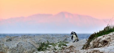 Afrika penguen (Spheniscus demersus). Güney Afrika