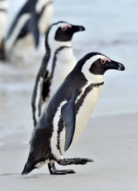 Afrika penguenler (Spheniscus demersus). Güney Afrika