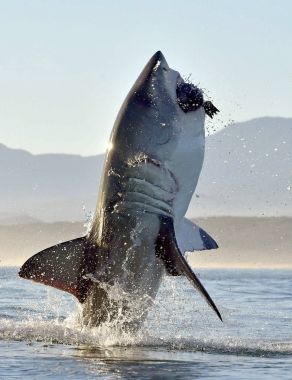 Büyük beyaz köpekbalığı (Carcharodon carcharias) bir saldırıda ihlal. Bir büyük beyaz köpekbalığı (Carcharodon carcharias) avcılık. Güney Afrika