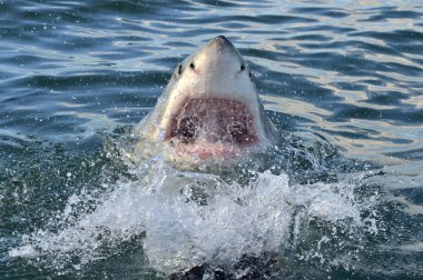 Büyük beyaz köpekbalığı (Carcharodon carcharias) okyanus su bir saldırı. Bir büyük beyaz köpekbalığı (Carcharodon carcharias) avcılık. Güney Afrika