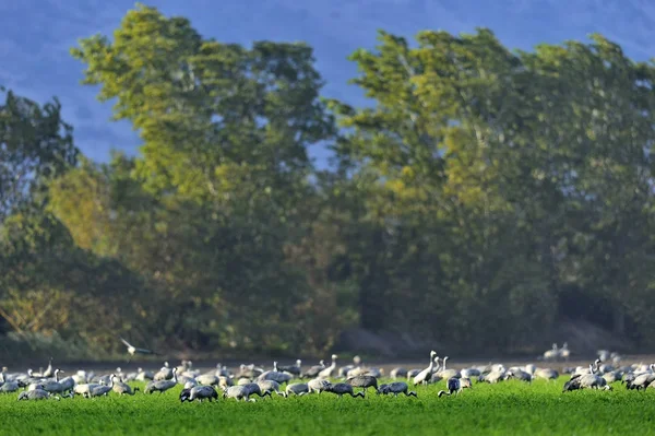 Grúas Campo Forrajeando Grulla Común Grus Grus Hábitat Natural — Foto de Stock