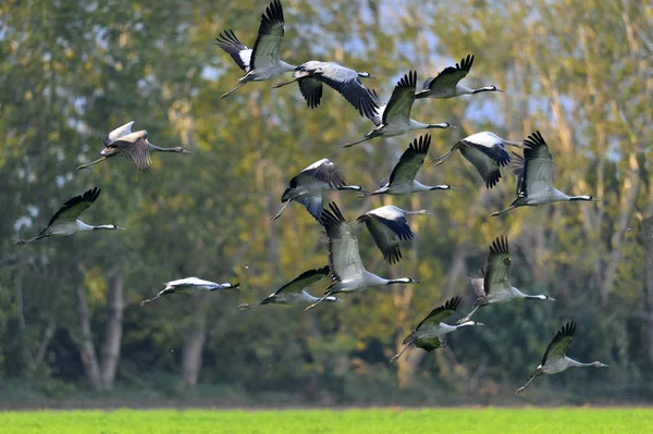 Daruk Repülés Közben Flock Daruk Fák Háttér Közös Daru Európai — Stock Fotó