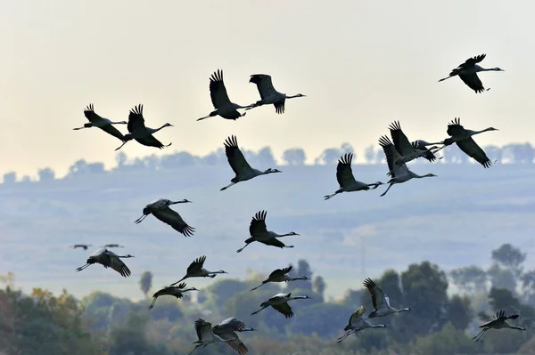 Birds Flight Silhouettes Cranes Flight Flock Cranes Flies Sunrise Foggy — Stock Photo, Image